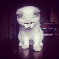 Создать мем Злой кот