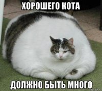хорошего кота должно быть много