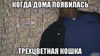когда дома появилась трехцветная кошка