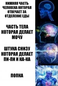 Нижняя часть человека которая отвечает за отделение еды часть тела которая делает мочу штука снизу которая делает пи-пи и ка-ка Попка