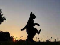 Создать мем Да пошло оно
