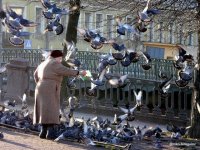 Создать мем Голуби