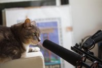 Создать мем Кот микрофон