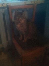 Создать мем Кот
