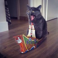 Создать мем Котэ-пират