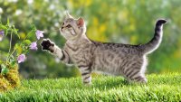 Создать мем Коти