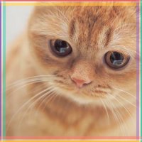 Создать мем Котик