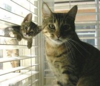 Создать мем Котики