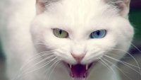 Создать мем Коты воители