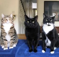Создать мем Коты