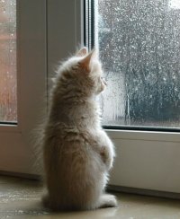 Создать мем Котята