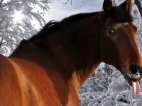 Создать мем Лошадь