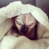 Создать мем Муз громче