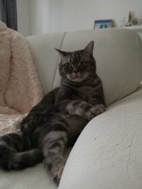 ну и мерзость, Мем Недовольный кот