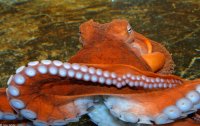 Создать мем Octopus