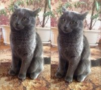Создать мем Русский кот ну не думаю