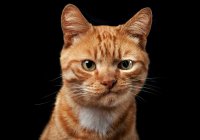 Создать мем Рыжий кот скептик