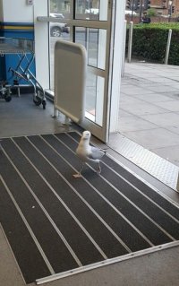 Создать мем Serious bird