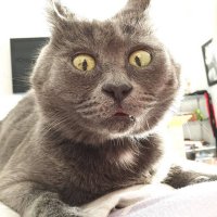 Создать мем Смешной кот