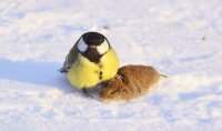 Создать мем Суровый синиц