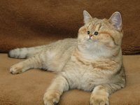 Создать мем Удивленный кот