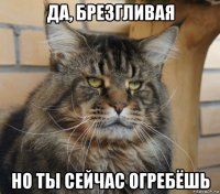 да, брезгливая но ты сейчас огребёшь