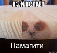 х@й встаёт 