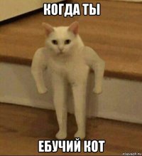 когда ты ебучий кот