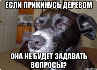 если прикинусь деревом она не будет задавать вопросы?