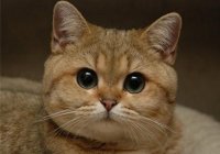 Создать мем А ты работай