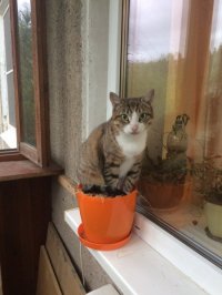 Создать мем Есть цветы  это прошлый век Продвинутые коты растут вместо цвето