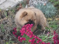 Создать мем Хризантемы в осеннем саду