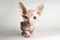 Создать мем Kisaka