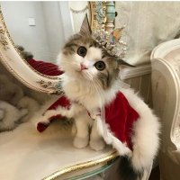 Создать мем Королевская жила