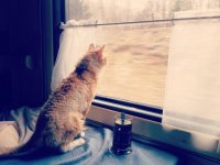 Создать мем Кошка смотрит в окно поезда