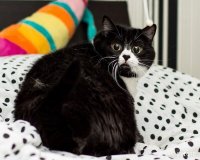 Создать мем Кот  болельщик