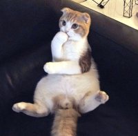 Создать мем Кот бол