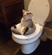 чо зыришь, а? я тут на толчке сижу!, Мем Кот в туалете