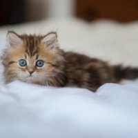 Создать мем Кот