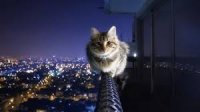 Создать мем Котик наркотик