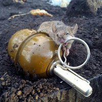 Создать мем Крыса