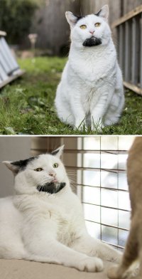 Создать мем Модный кот - хипстер с бородой