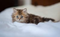Создать мем Непонятки