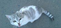 Создать мем Ревнивый кот