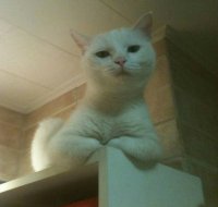 Создать мем Рр