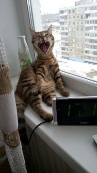 Создать мем Ржущий кот