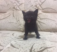 Создать мем Злой кот