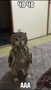 чо чо ааа
