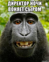 директор ночи воняет сыром 