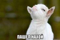  пашел нахой